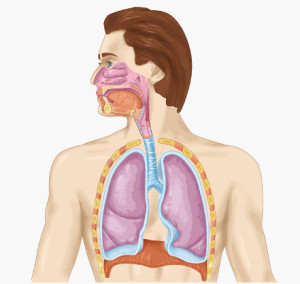 breathing-system
