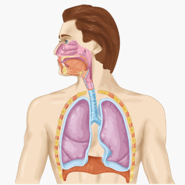 Особенности дыхательной системы – как кислород поступает в организм? Газообмен