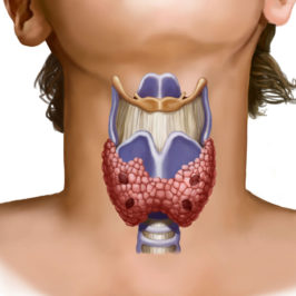 Щитовидная железа: особенности и влияние на работу организма