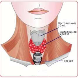 Профилактика и лечение болезней щитовидной железы
