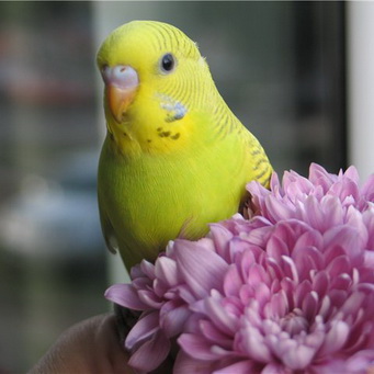 Аллергия на попугаев, симптомы и признаки
