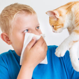 Аллергия на шерсть кошек