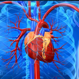 Аритмия сердца – народные средства лечения